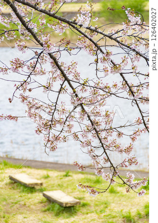 桧木内川堤の桜とベンチ。日本、秋田 126402027