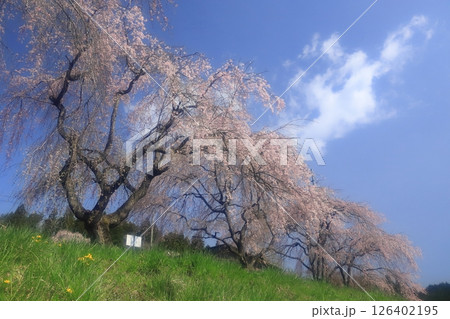 平泉達谷窟2025 平泉達谷窟2025 126402195