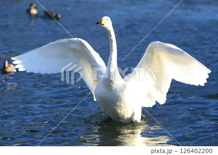 盛岡高松の池の白鳥2025 126402200