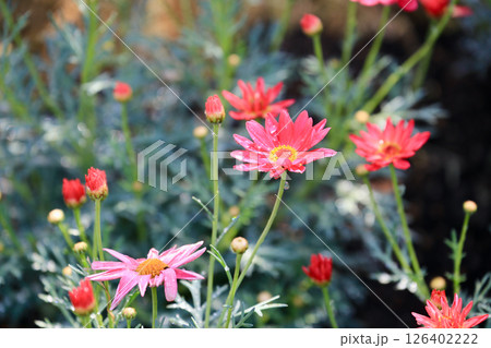 赤い花 126402222