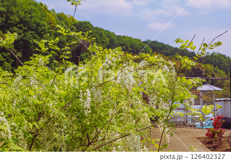 骨波田の藤棚　藤の花2ー3 126402327