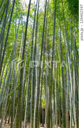 Bamboo trees in bamboo forest 126402597