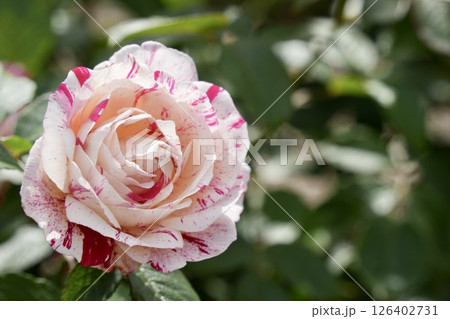 魅力的な赤白マダラ模様のバラ クローズアップ 魅力的な赤白マダラ模様のバラ クローズアップ 126402731