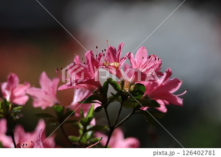 咲き誇る情熱の花 126402781