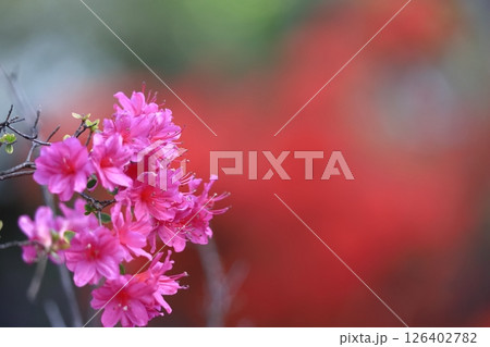 咲き誇る情熱の花 126402782