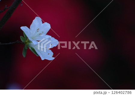 咲き誇る情熱の花 咲き誇る情熱の花 126402786