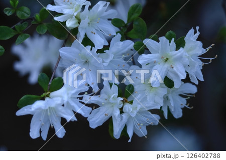 咲き誇る情熱の花 126402788