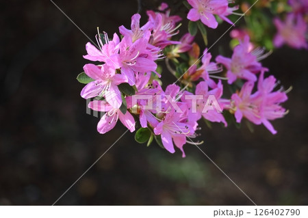咲き誇る情熱の花 126402790