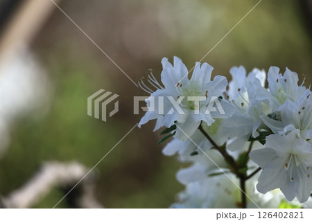 咲き誇る情熱の花 126402821