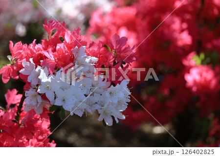 咲き誇る情熱の花 咲き誇る情熱の花 126402825