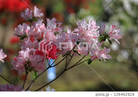 咲き誇る情熱の花 126402826