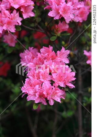 咲き誇る情熱の花 咲き誇る情熱の花 126402835