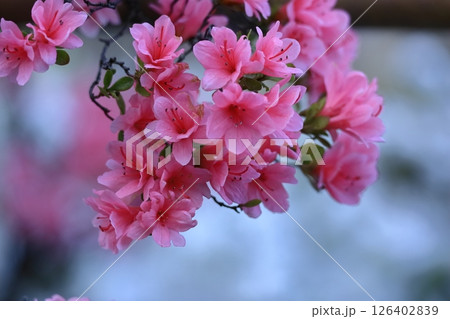 咲き誇る情熱の花 咲き誇る情熱の花 126402839