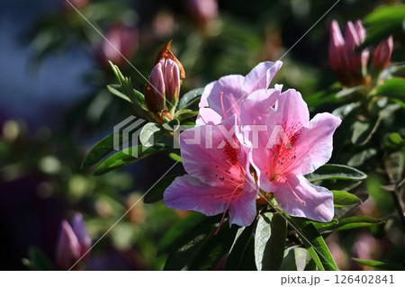 咲き誇る情熱の花 126402841