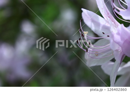 咲き誇る情熱の花 咲き誇る情熱の花 126402860