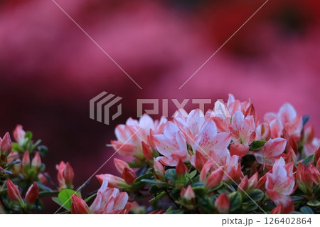 咲き誇る情熱の花 咲き誇る情熱の花 126402864