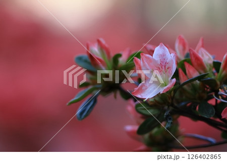 咲き誇る情熱の花 126402865