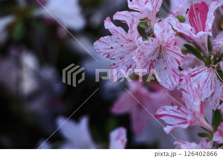 咲き誇る情熱の花 126402866