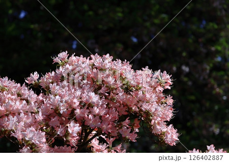 咲き誇る情熱の花 126402887