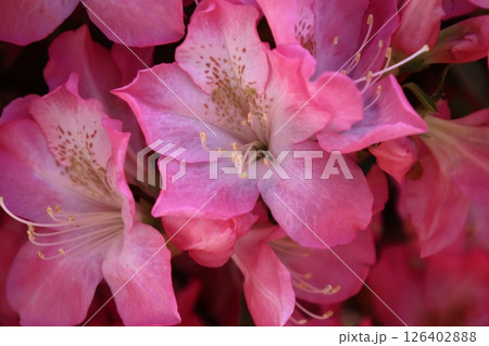 咲き誇る情熱の花 咲き誇る情熱の花 126402888