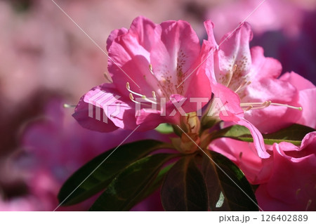 咲き誇る情熱の花 咲き誇る情熱の花 126402889