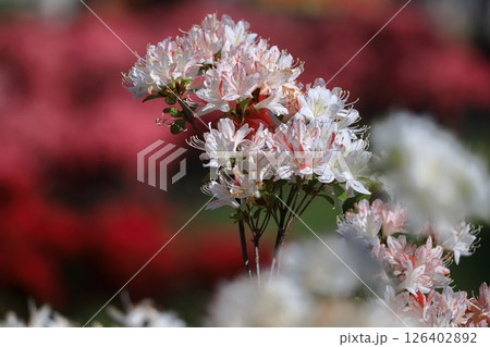 咲き誇る情熱の花 126402892