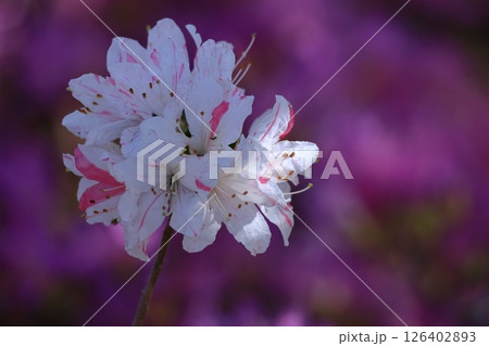咲き誇る情熱の花 咲き誇る情熱の花 126402893