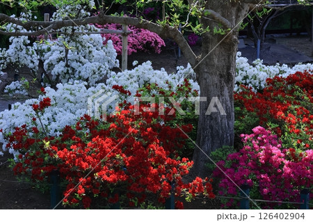 咲き誇る情熱の花 咲き誇る情熱の花 126402904