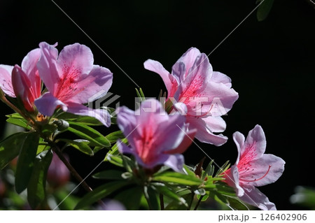 咲き誇る情熱の花 126402906
