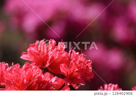 咲き誇る情熱の花 126402908