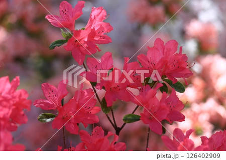 咲き誇る情熱の花 126402909