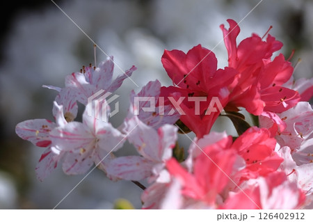 咲き誇る情熱の花 126402912