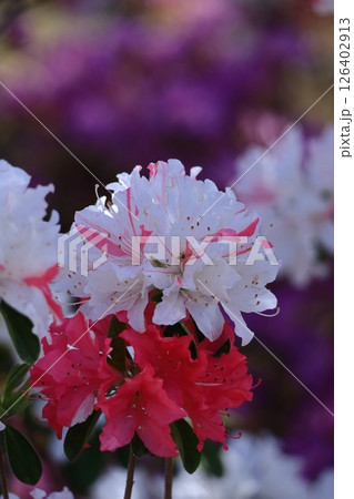 咲き誇る情熱の花 126402913