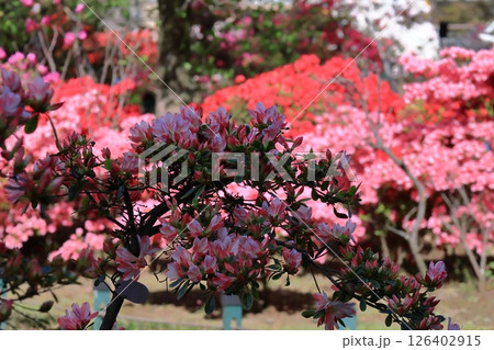 咲き誇る情熱の花 咲き誇る情熱の花 126402915