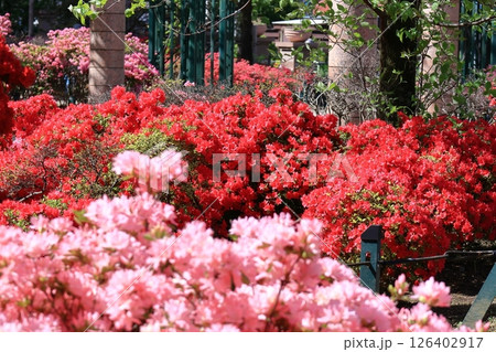 咲き誇る情熱の花 126402917