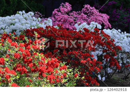 咲き誇る情熱の花 咲き誇る情熱の花 126402918