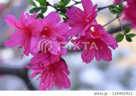 咲き誇る情熱の花 126402921
