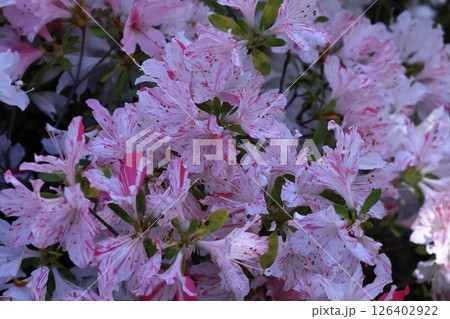 咲き誇る情熱の花 咲き誇る情熱の花 126402922
