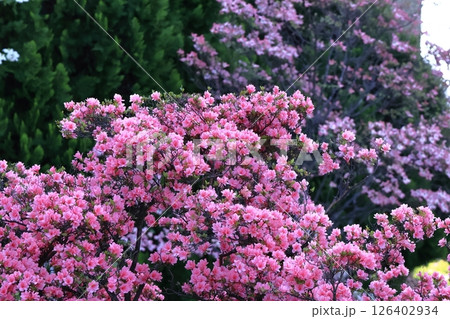 咲き誇る情熱の花 126402934