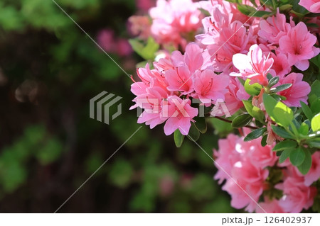 咲き誇る情熱の花 126402937