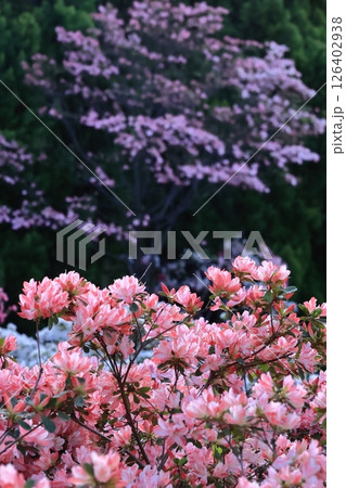 咲き誇る情熱の花 126402938