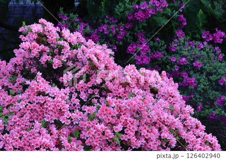 咲き誇る情熱の花 咲き誇る情熱の花 126402940