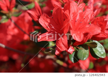 咲き誇る情熱の花 咲き誇る情熱の花 126402943