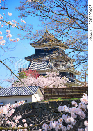 《長野県》春の国宝松本城と満開の桜 126403007