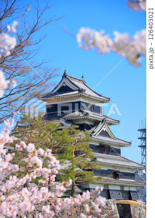《長野県》春の国宝松本城と満開の桜 《長野県》春の国宝松本城と満開の桜 126403021