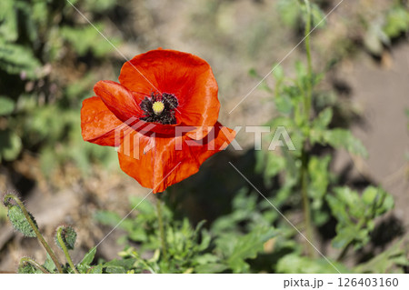 blossoming poppy a source of opium 126403160