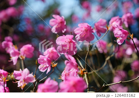 アカヤシオの花 アカヤシオの花 126403162