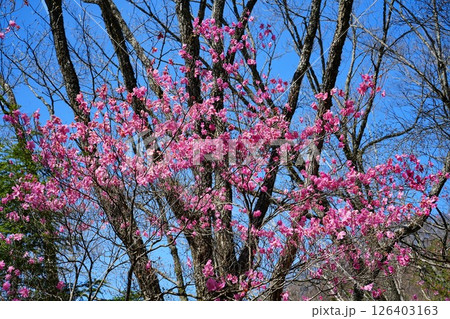 アカヤシオの花 アカヤシオの花 126403163