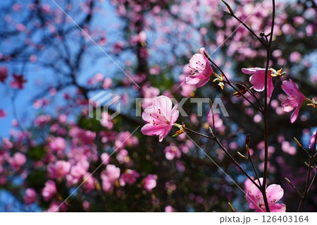 アカヤシオの花 アカヤシオの花 126403164