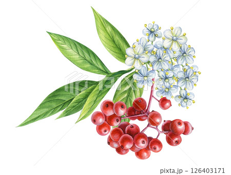 Watercolor illustration of red elderberry with white flowers and green leaves, hand drawn botanical medicinal berry Watercolor illustration of red elderberry with white flowers and green leaves, hand drawn botanical medicinal berry 126403171